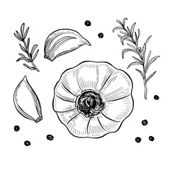 Garlic hand drawn vector illustration set. Isolated garlic, cloves, rosemary and black pepper. Engraved style vector. Garlic and spices. Detailed hand drawn set. Garlic for menu, label, icon, etc
