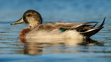 Mallard Anas platyrhynchos Costa Ballena Cadiz