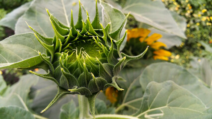 flower of a sunflower. Young green sunflowers grow in garden yards. The flowers that will grow will be beautiful