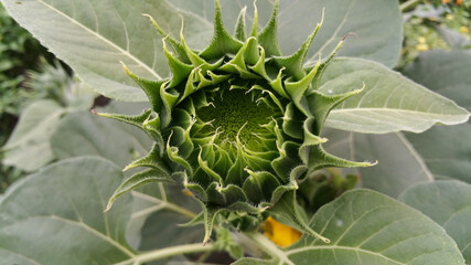 Young green sunflowers grow in garden yards. The flowers that will grow will be beautiful