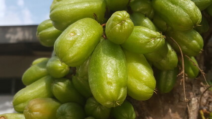 Wuluh starfruit in scientific and Latin names is Averrhoa Bilimbi L. Wuluh Starfruit comes from Maluku, Indonesia, and then spread to all the islands in Indonesia, Philippines, Sri Lanka, Malaysia