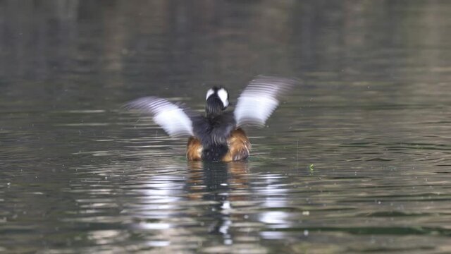 White-tufted grebe on wavy water shakes head and flaps wings, close-up