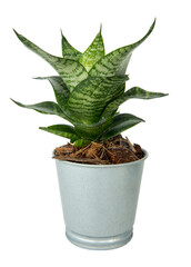 Small sansevieria or snake plant in the aluminum pot, focus selective.