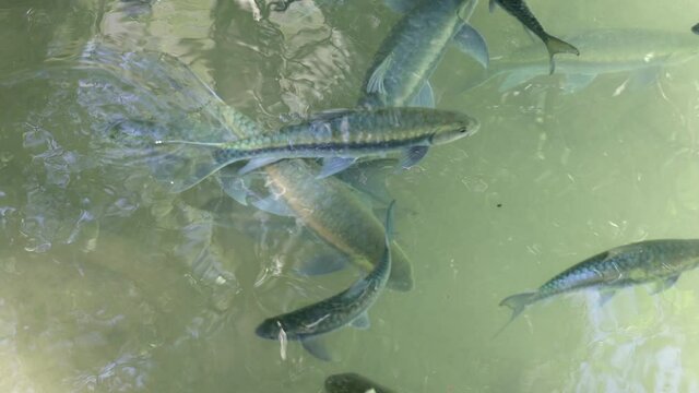 Flock of Solo brook carp fish ( Science name is Tor Soro ) in the river.