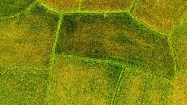 Aerial view of twins palm tree from Tay Ninh province of Vietnam country and rice field with a beautiful mountain