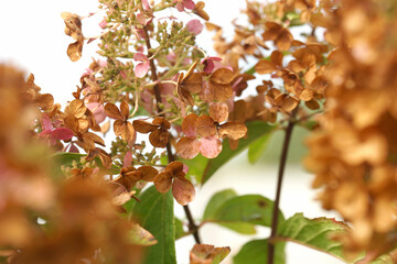 Withering hydrangea flowers autumn