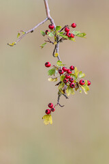 branch with small red berries