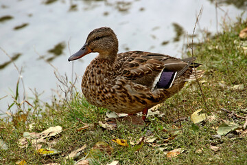 duck
