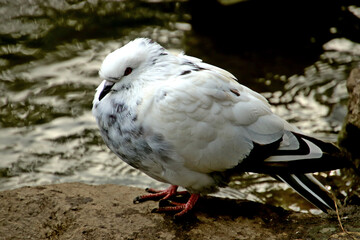 pigeon on the beach