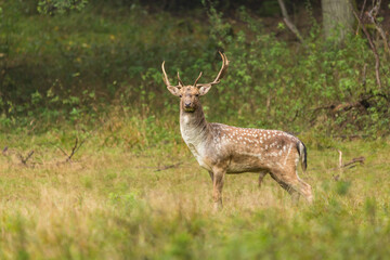 Fallow deer (dama dama), wildlife scenery. 