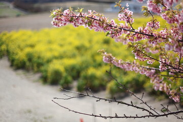 菜の花畑と河津桜