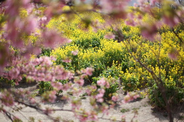 河津桜と菜の花