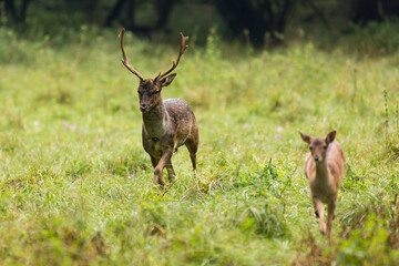 Fallow deer male (dama dama) runs across the meadow.