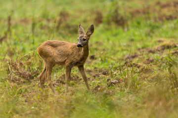 Fallow deer cubs (dama dama). Fallow deer cubs stands in meadow, wildlife scenery.