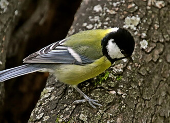 yellow wagtail on a branch