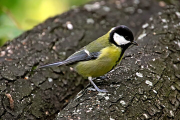 a bird