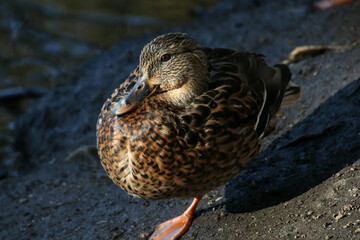 female duck