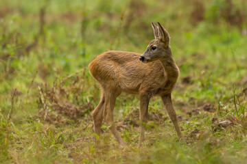 Fallow deer cubs (dama dama). Fallow deer cubs stands in meadow, wildlife scenery.