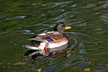 duck on the lake