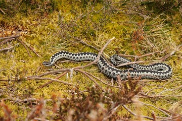 A brown viper hiding in a bush in the south of Sweden.