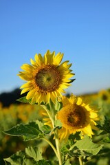 Sunflowers, the trunk is about 3-4 feet tall, but if planted in a cold climate may be up to 6 feet tall, the leaves will alternate.