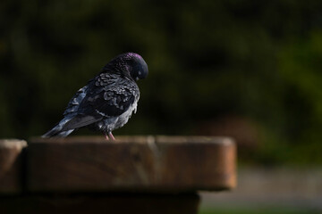 pigeon in a desk in a park