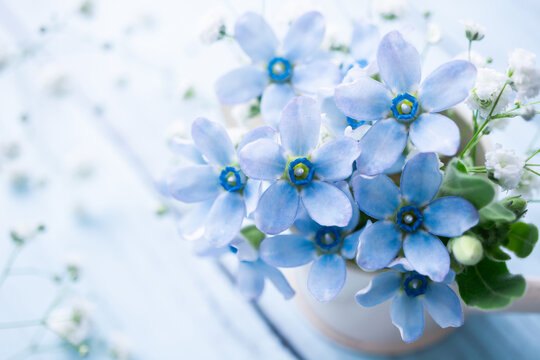 500 502 件の最適な かすみ草 画像 ストック写真 ベクター Adobe Stock