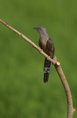 Gray head and upper breast The top of the body is brownish gray. The tail is black. The sides of the tail have a small white stripe. The bottom of the body is brownish brown.
