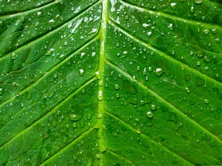 green leaf with water drops