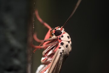 Macro shot white and pink leg and black  dot Moth, Night Butterfly
