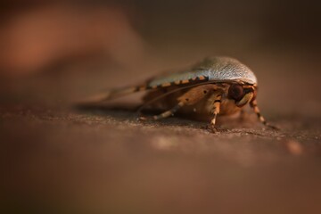 Macro shot Brown and White dot Moth, Night Butterfly