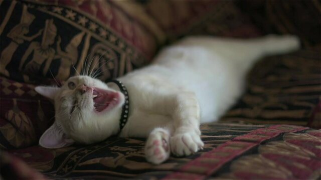 Sleepy Layanese house cat on an Egytian-style sofa has a big yawn and a stretch
