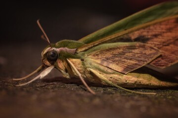 Butterfly macro on wood floor.