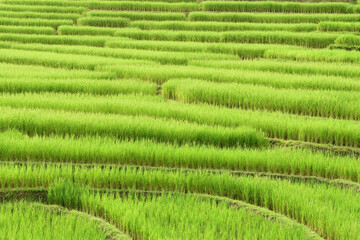 The beautiful landscape of rice fields in Thailand. 