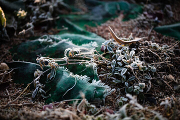 Bautiful morning light on grass and plants covered in frost growing around green garden nylon cloth in autumn season