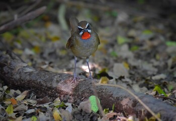 Bright red neck, shiny mouth and black face, eyebrows and mustache, and clear white. Head and body above, chestnut brown, lower body brown, fawn brown