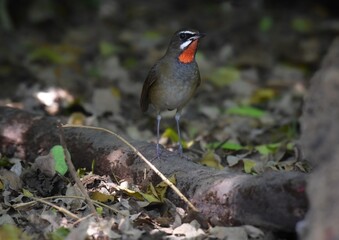 Bright red neck, shiny mouth and black face, eyebrows and mustache, and clear white. Head and body above, chestnut brown, lower body brown, fawn brown