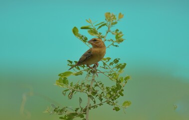 Female birds have light brown body. The top of the body, from the base of the mouth to the middle of the back. With dark brown stripes On the edge or in the water