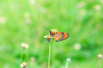 plain tiger butterfly standing on the small branch of the yellow flower on the soft green and bokeh background. Butterfly photography was taken by a macro lens.