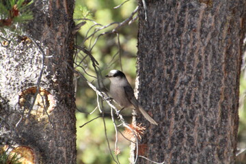 Gray Jay, Jasper National Park, Alberta