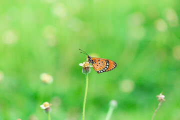 plain tiger butterfly standing on the small branch of the yellow flower on the soft green and bokeh background. Butterfly photography was taken by a macro lens.