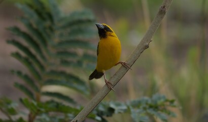 The general base color is brown. The stomach is light brown. The wings and tail are dark brown, the head hair on the back, the eyebrows are light brown.The mouth is thick, wide and short.