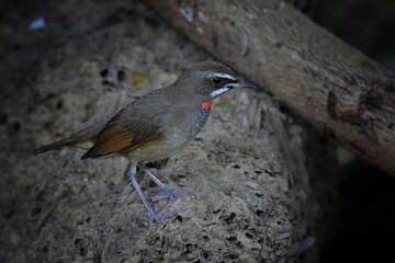 right red neck, shiny mouth and black face, eyebrows and mustache, and clear white. Head and body above, chestnut brown, lower body brown, fawn brown