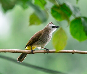 Yellow-vented Bulbul standing on the  branch of a tree  in the local area  of Thailand