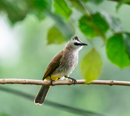 Yellow-vented Bulbul standing on the  branch of a tree  in the local area  of Thailand