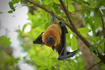 upside down bat resting on the branch