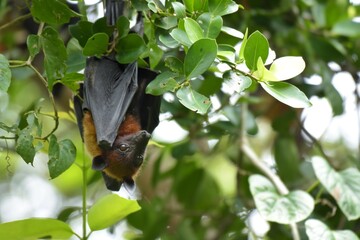 Flying Fox Bat during the day time.
