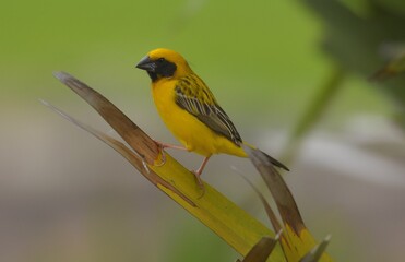 The general base color is brown. The stomach is light brown. The wings and tail are dark brown, the head hair on the back, the eyebrows are light brown. The mouth is thick, wide and short.