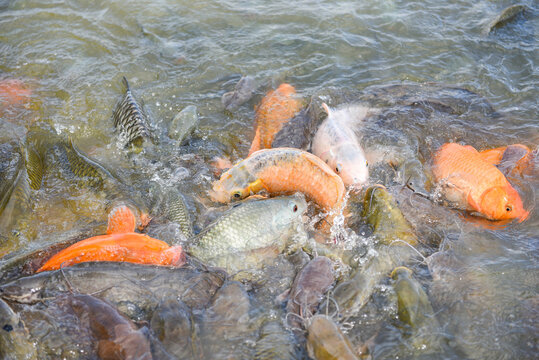 Freshwater fish farm - Golden carp fish tilapia or orange carp and catfish eating from feeding food on water surface ponds
