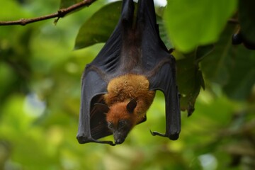 Mammals That is considered truly flying